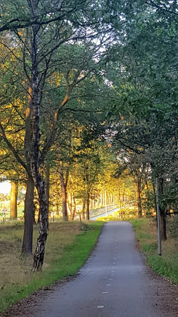 Bomen fietspad Siebengewaldseweg
